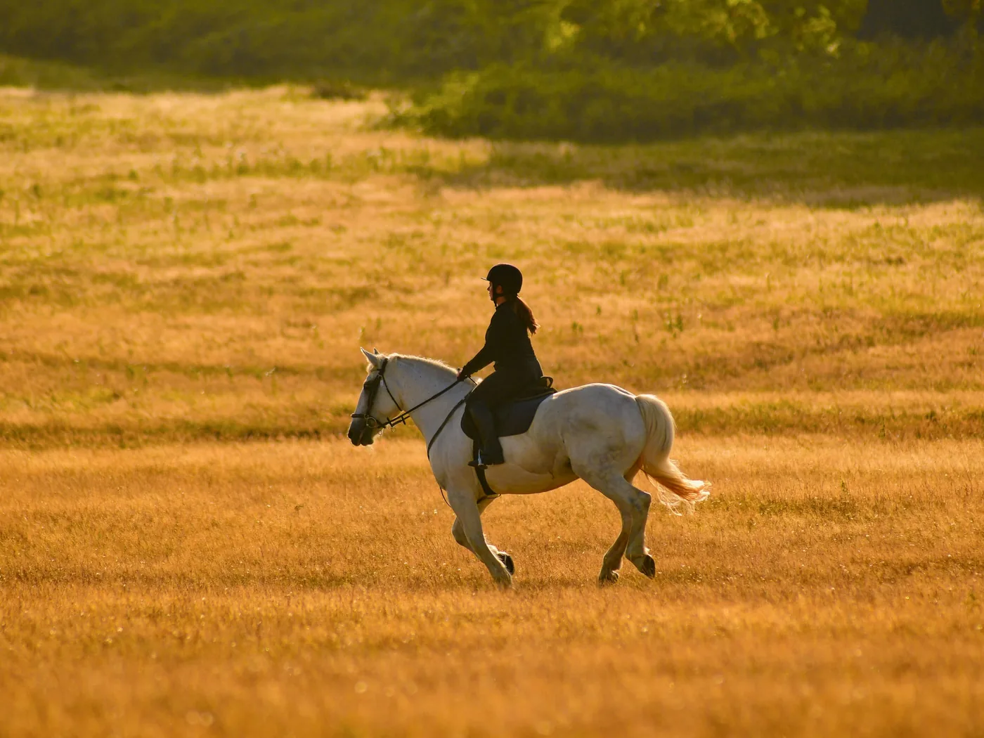 Pure-bred Andalusian horses performing together in the arena