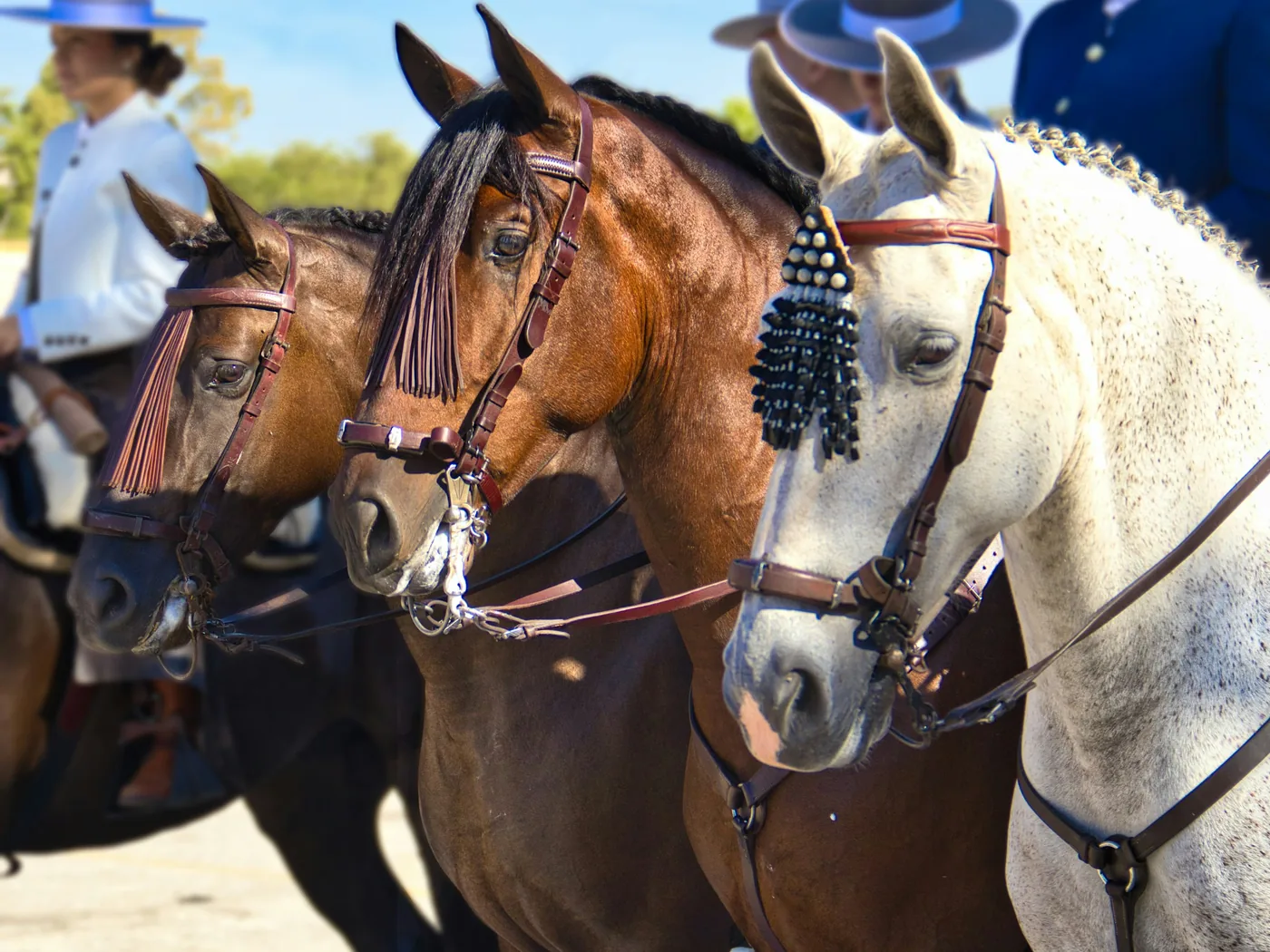 Riders in traditional dress guiding Andalusian horses through a choreographed movement